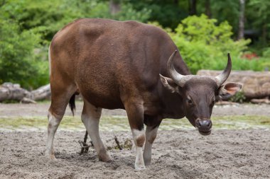 Javan banteng (Bos javanicus) clipart