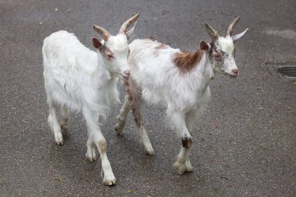 Girgentana-Ziegen (capra aegagrus hircus)) — Stockfoto