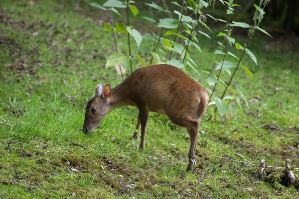 Chinese muntjac (Muntiacus reevesi) — Stock Photo, Image