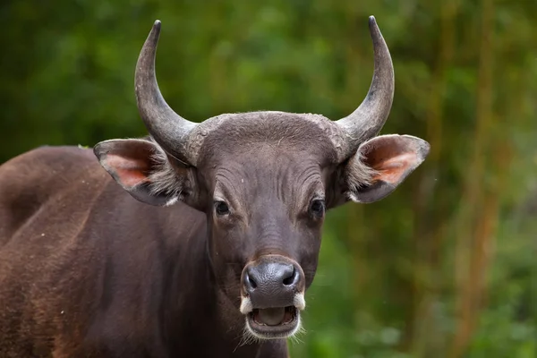 Javan banteng (Bos javanicus) — Foto de Stock