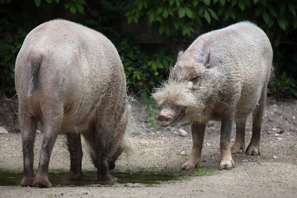 Borneo domuzu (Sus barbatus sakallı)