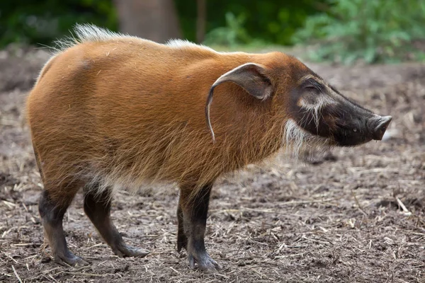 Red river hog (Potamochoerus porcus) — Stock Photo, Image