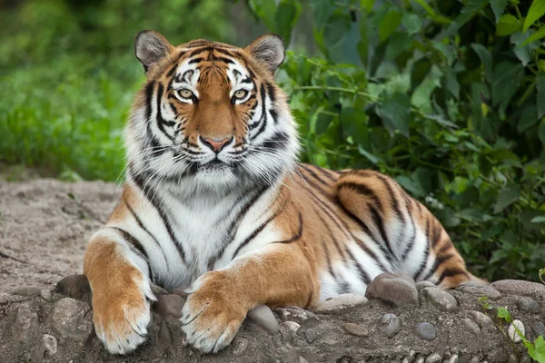 西伯利亚虎（PANTHERA TIGRIS ALTAICA）) — 图库照片