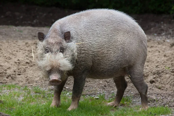 Porco barbudo borneano (Sus barbatus ) — Fotografia de Stock