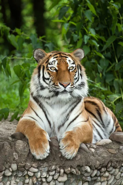 Tigre siberiano (PANTHERA TIGRIS ALTAICA) — Fotografia de Stock