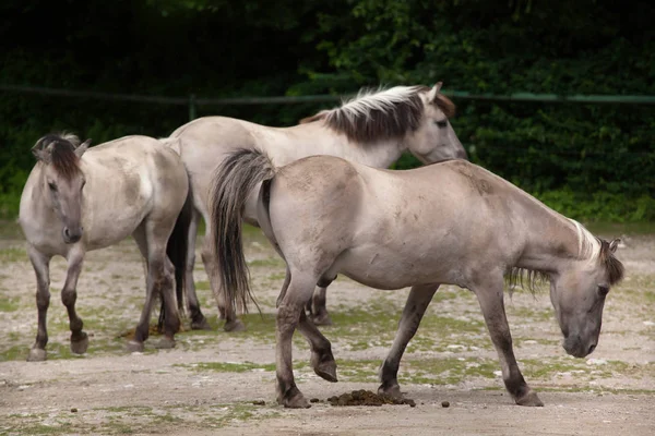 一体馬 (Equus の ferus caballus) — ストック写真