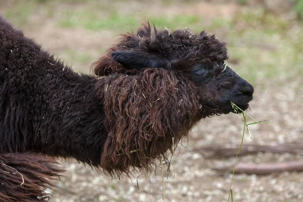 Láma (láma glama). — Stock Fotó