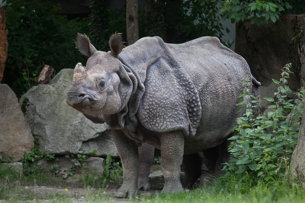 Indian rhinoceros (Rhinoceros unicornis). — Stock Photo, Image
