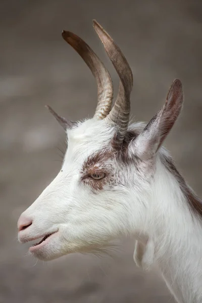 Girgentana goat (Capra aegagrus hircus) — Stock Photo, Image