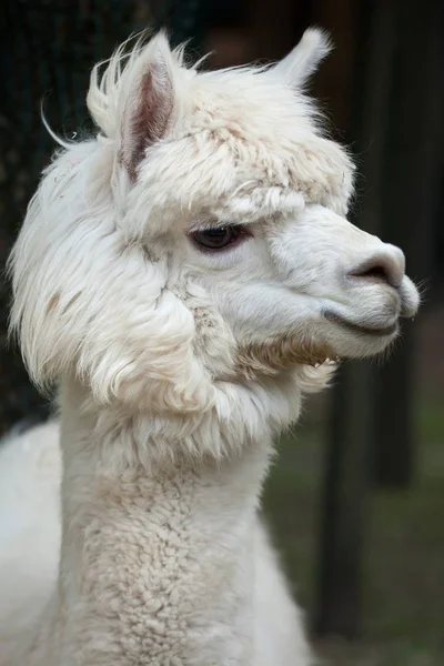 Llamada (lama glama). — Foto de Stock