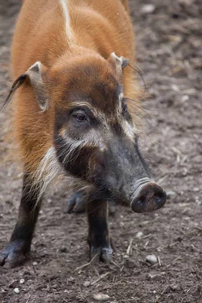 Cerdo rojo del río —  Fotos de Stock