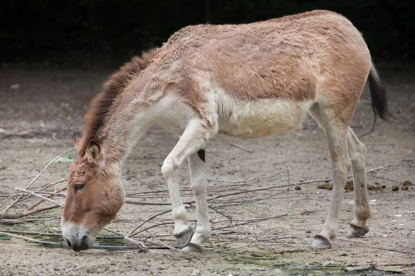 Kiang oriental (Equus kiang holdereri ) — Foto de Stock