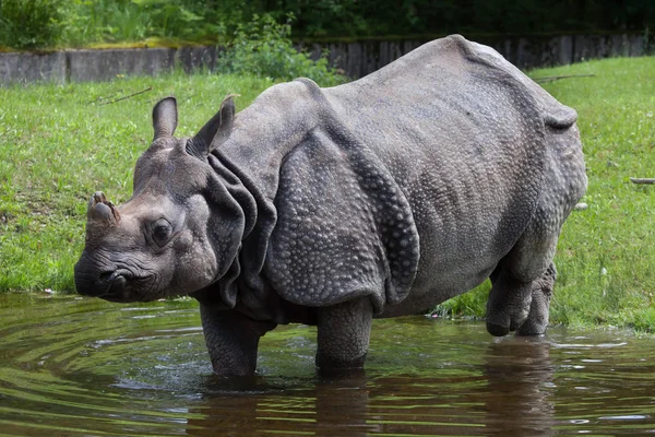 Rinoceronte-indiano (Rhinoceros unicornis ). — Fotografia de Stock