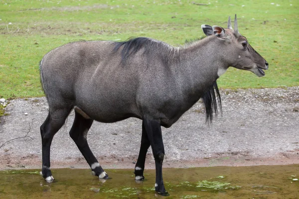 Nilgai (Boselaphus tragocamelus) — Stock Photo, Image