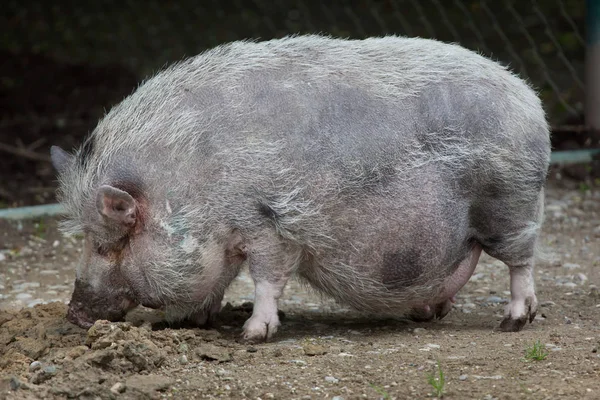 Babi buncit (Sue scrofa domesticus ). — Stok Foto