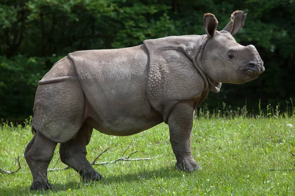 Rinoceronte indio (Rinoceronte unicornio) ). —  Fotos de Stock