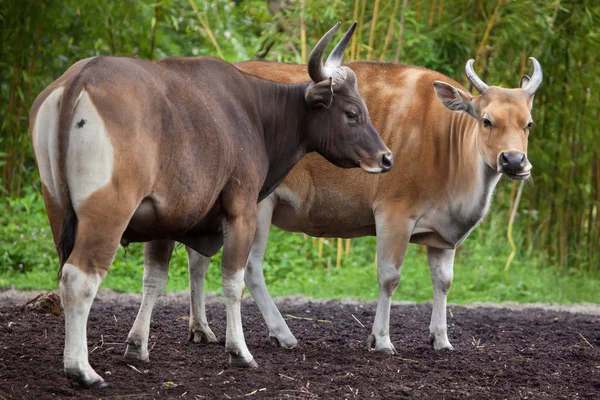 Javan bantengs (Bos javanicus) ) — Photo