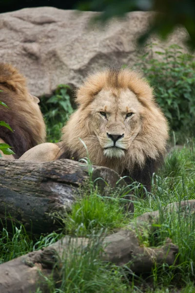 Leão (Panthera leo). — Fotografia de Stock