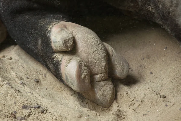 Οπλή του το Malayan τάπιρος (Tapirus indicus) — Φωτογραφία Αρχείου