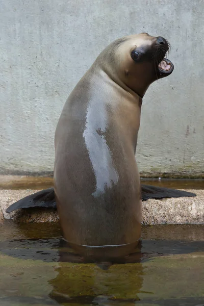 新生児の南アメリカの海のライオン — ストック写真