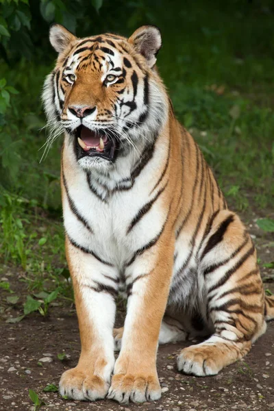 Tygrys syberyjski (PANTHERA TIGRIS ALTAICA) — Zdjęcie stockowe