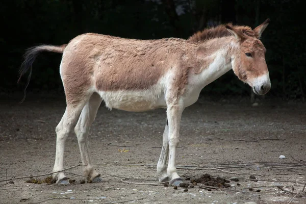 Eastern kiang (Equus kiang holdereri) — Stock Photo, Image