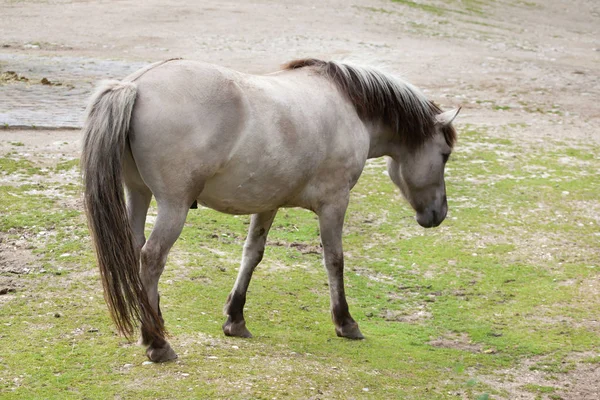 Heck horse (Equus ferus caballus) — Stock Photo, Image