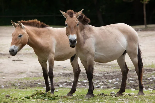 Caballos de Przewalski (Equus ferus przewalskii ) — Foto de Stock