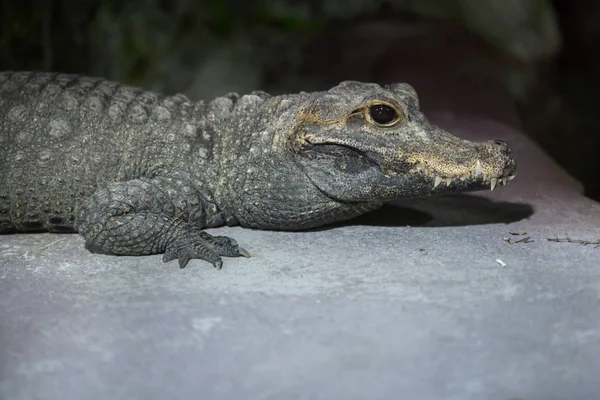 Zwergkrokodil (osteolaemus tetraspis)) — Stockfoto