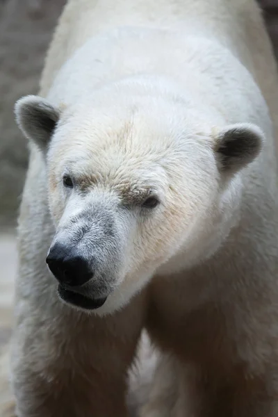 Polar bear (Ursus maritimus). Stock Photo