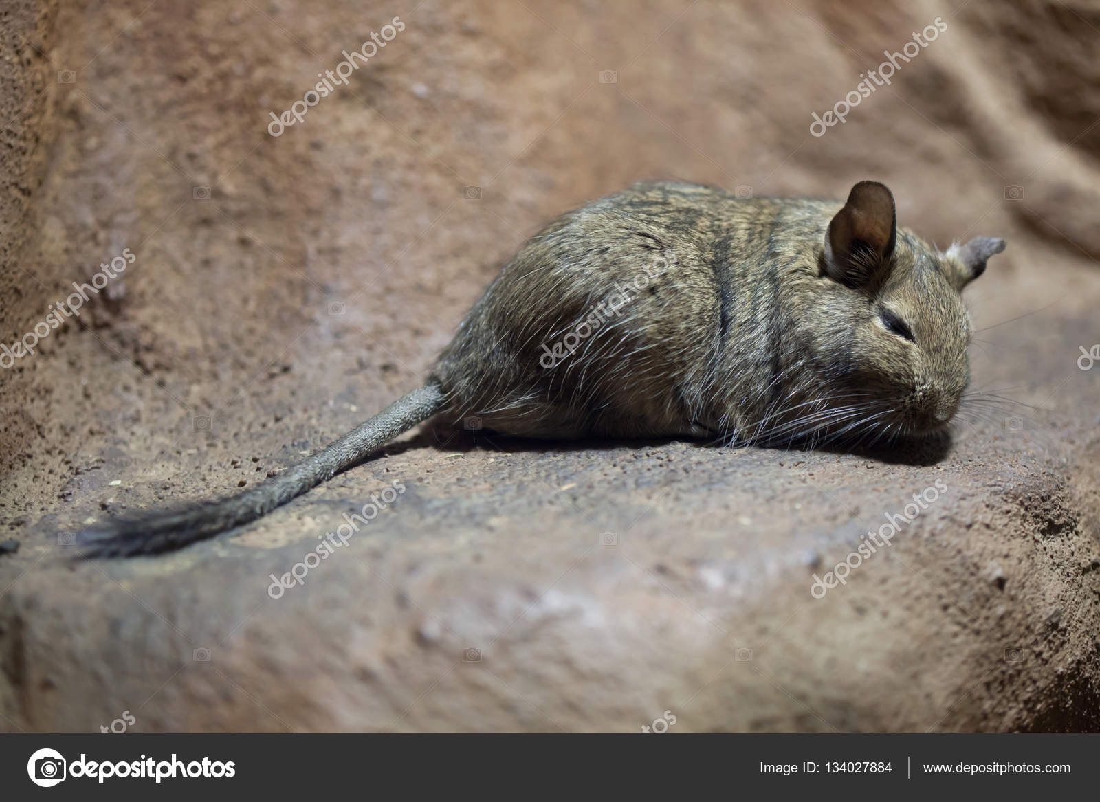 Degu (Octodon — Stock Photo © wrangel #134027884