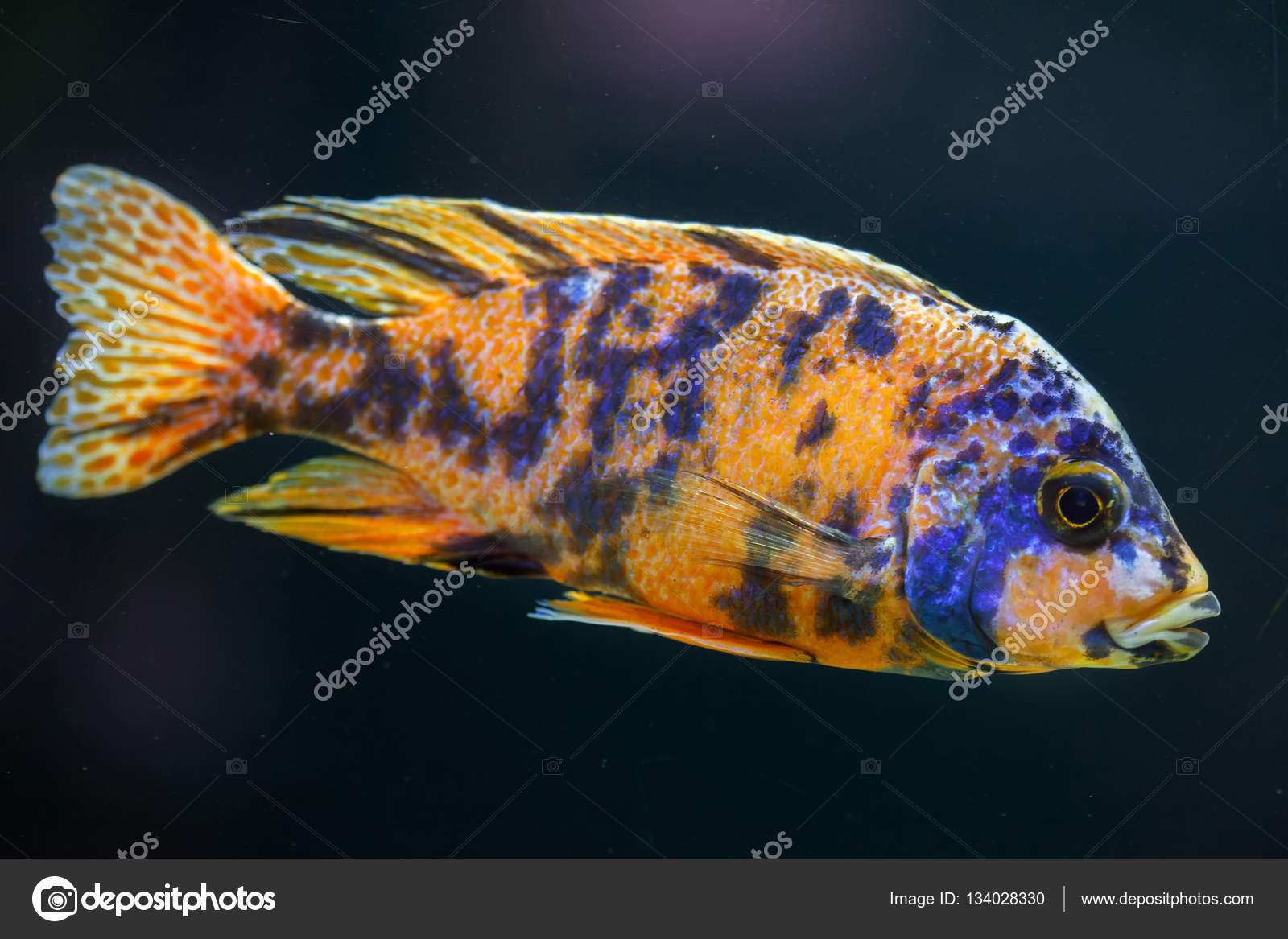 Orange blotch peacock — Stock Photo © wrangel #134028330