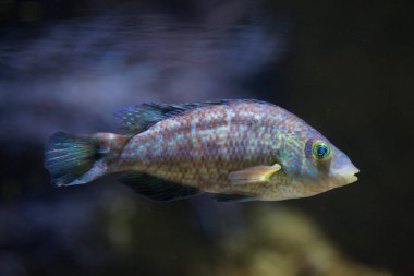 Corkwing wrasse (Symphodus melops).