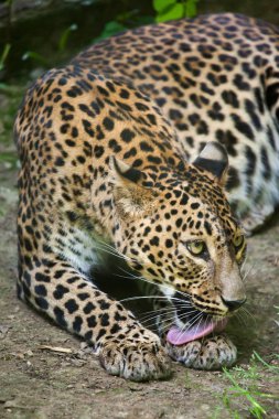 Sri Lanka parsı (Panthera pardus kotiya)