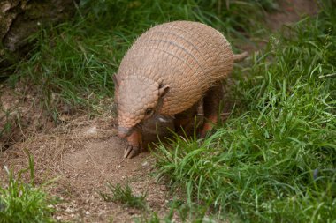 Altı şeritli Armadillo (Euphractus Sexcinctus)