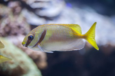 Karalanmış kedisi (Siganus doliatus)