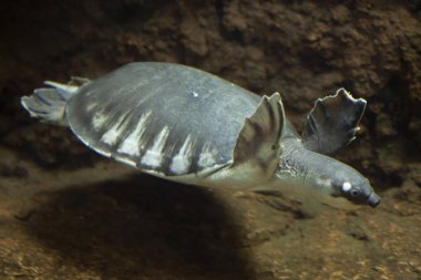 Domuz burunlu kaplumbağa (Carettochelys insculpta)