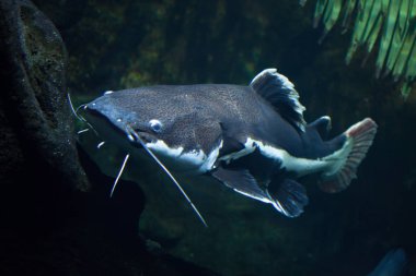 Kırmızı kuyruklu yayın balığı (Phractocephalus hemioliopterus).