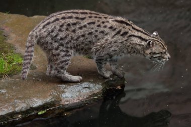 balıkçı kedi (Prionailurus viverrinus). 