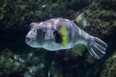 Beyaz lekeli kirpi (Arothron hispidus).