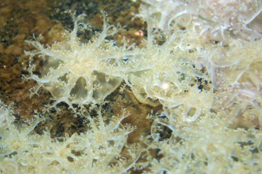 Ters denizanası (Cassiopea andromeda).