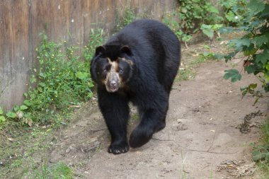 Spectacled bear (Tremarctos ornatus) clipart