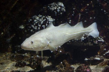 Atlantic cod (Gadus morhua). clipart