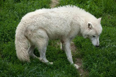 Kuzey Kutbu Kurdu (köpek lupus arctos))