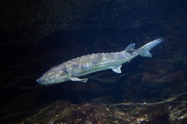 Avrupa deniz mersin balığı (Acipenser sturio)