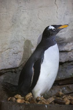 Gentoo pengueni (Pygoscelis papua).