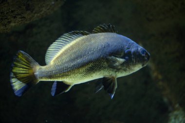 (Argyrosomus regius yetersiz)