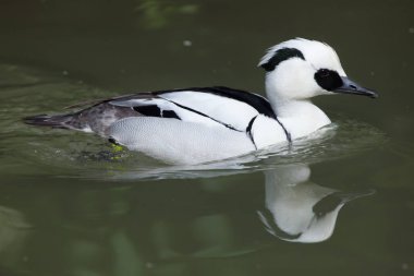 Smew (Mergellus albellus).