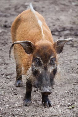 Kızıl nehir domuzu (Potamochoerus porcus)