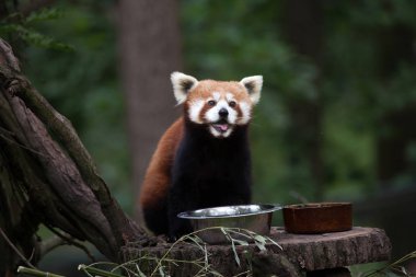 Batı kırmızı panda 